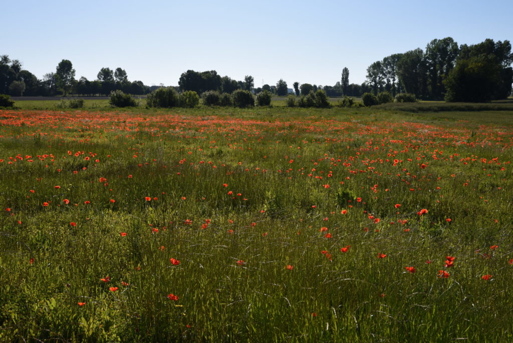 Champ de coquelicots