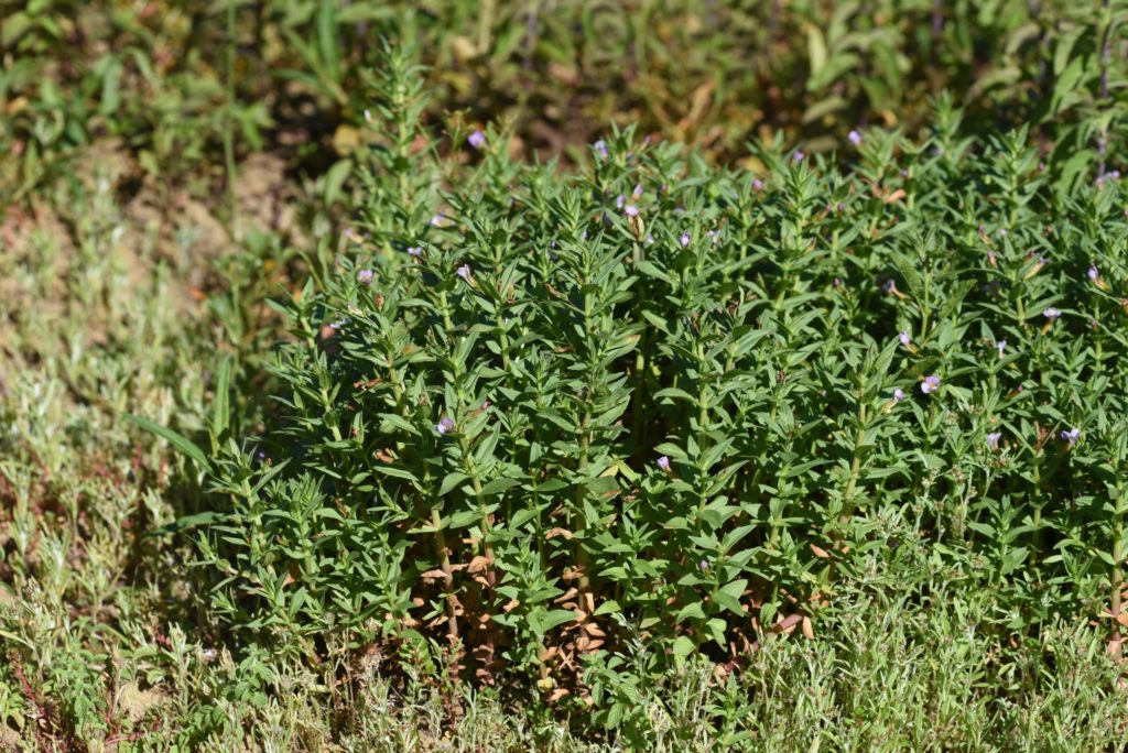 Tapis de Gratiole officinale