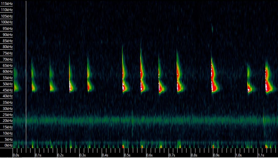 Sonogramme de Pipistrelle commune