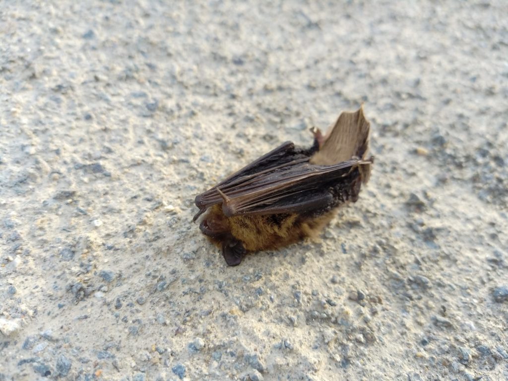 Cadavre de Pipistrelle commune