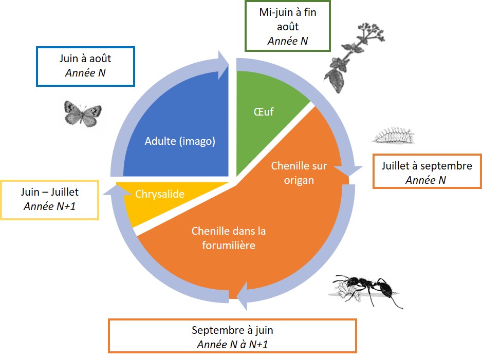 calendrier_obs