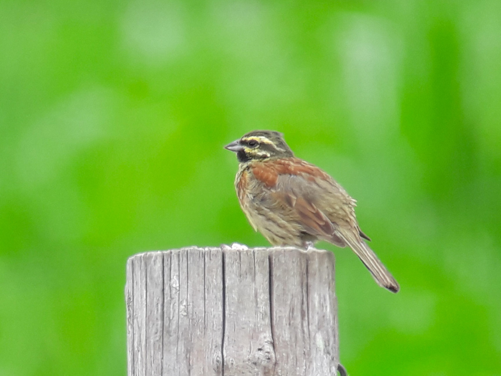 Pourquoi Emberiza ? 