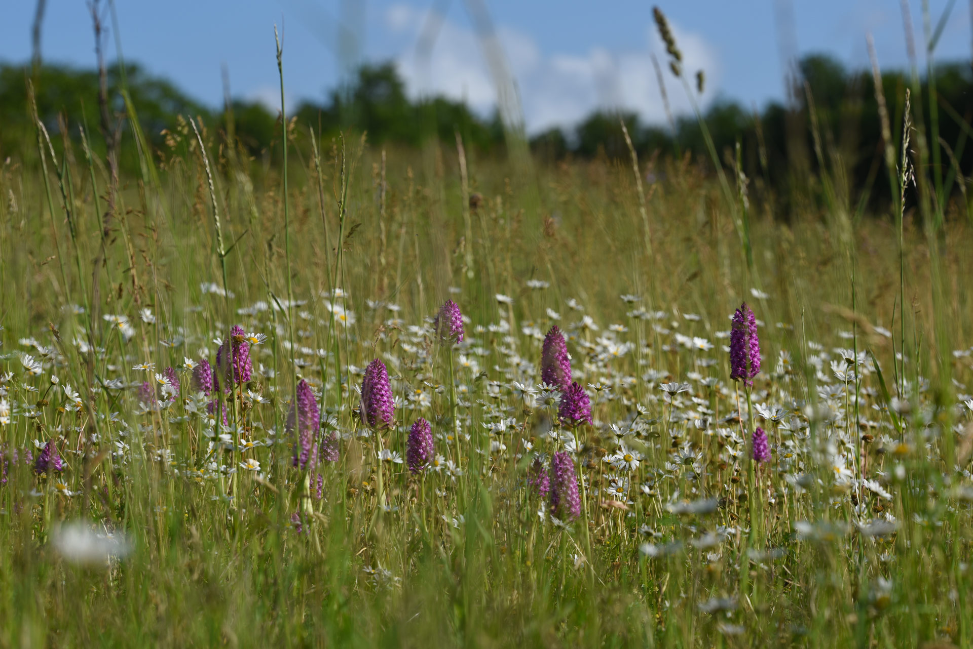 emberiza-connaissez-vous-la-biodiversite-de-nos-territoires