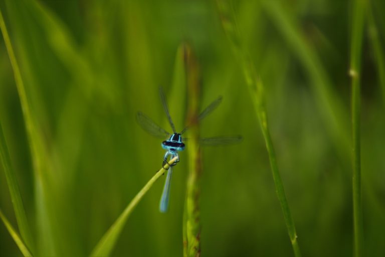 Agrion de Mercure de face