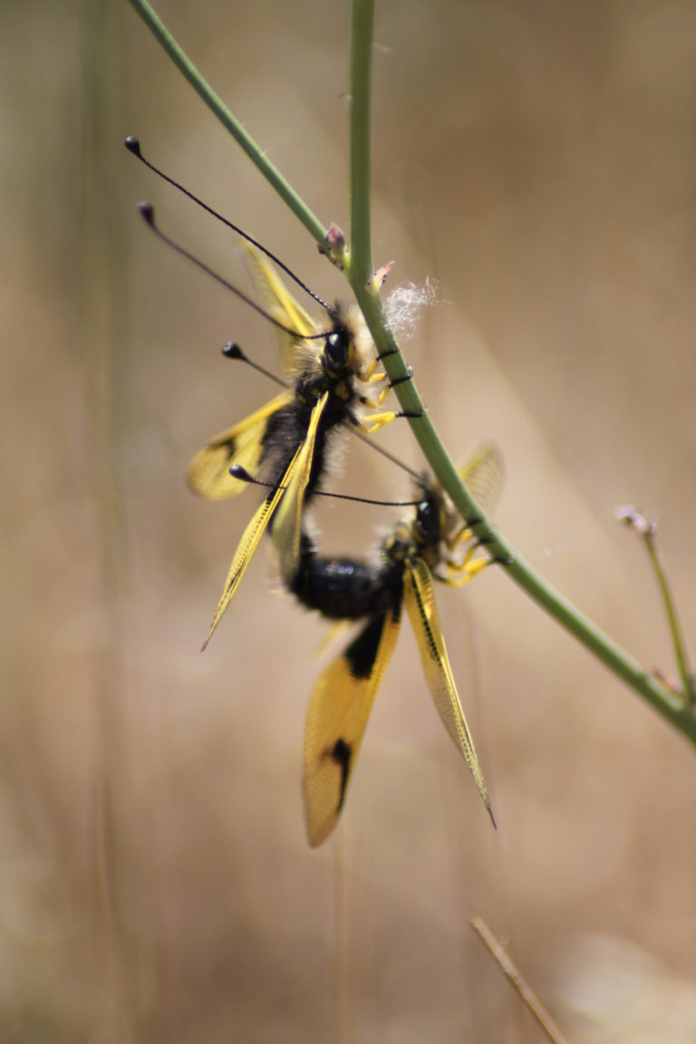 Accouplement d'Ascalaphe ambré