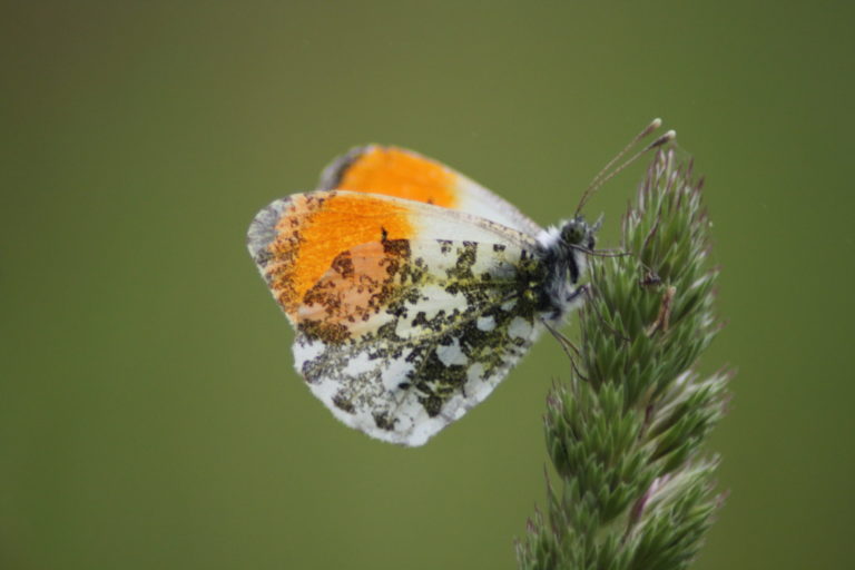 Papillon aurore