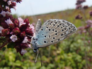 Azuré du serpolet sur son origan