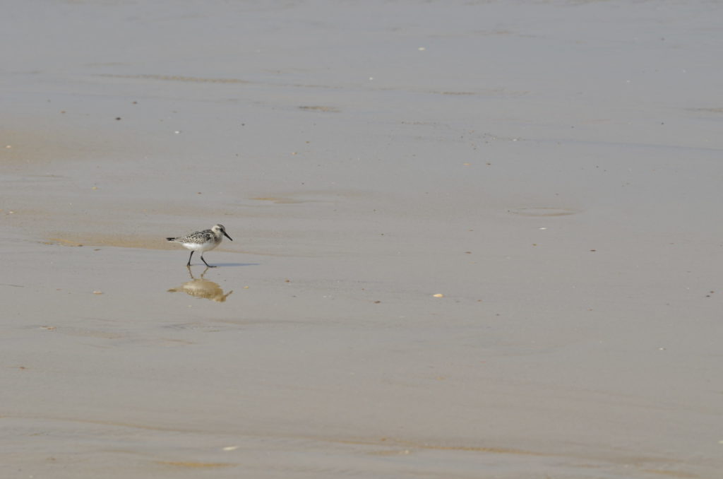 Bécasseau Sanderling (Calidris alba)