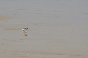 Bécasseau Sanderling (Calidris alba)