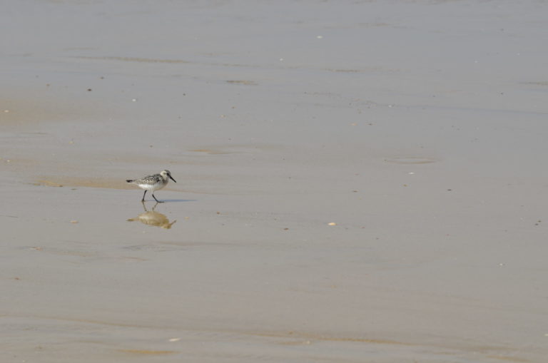 Bécasseau Sanderling (Calidris alba)