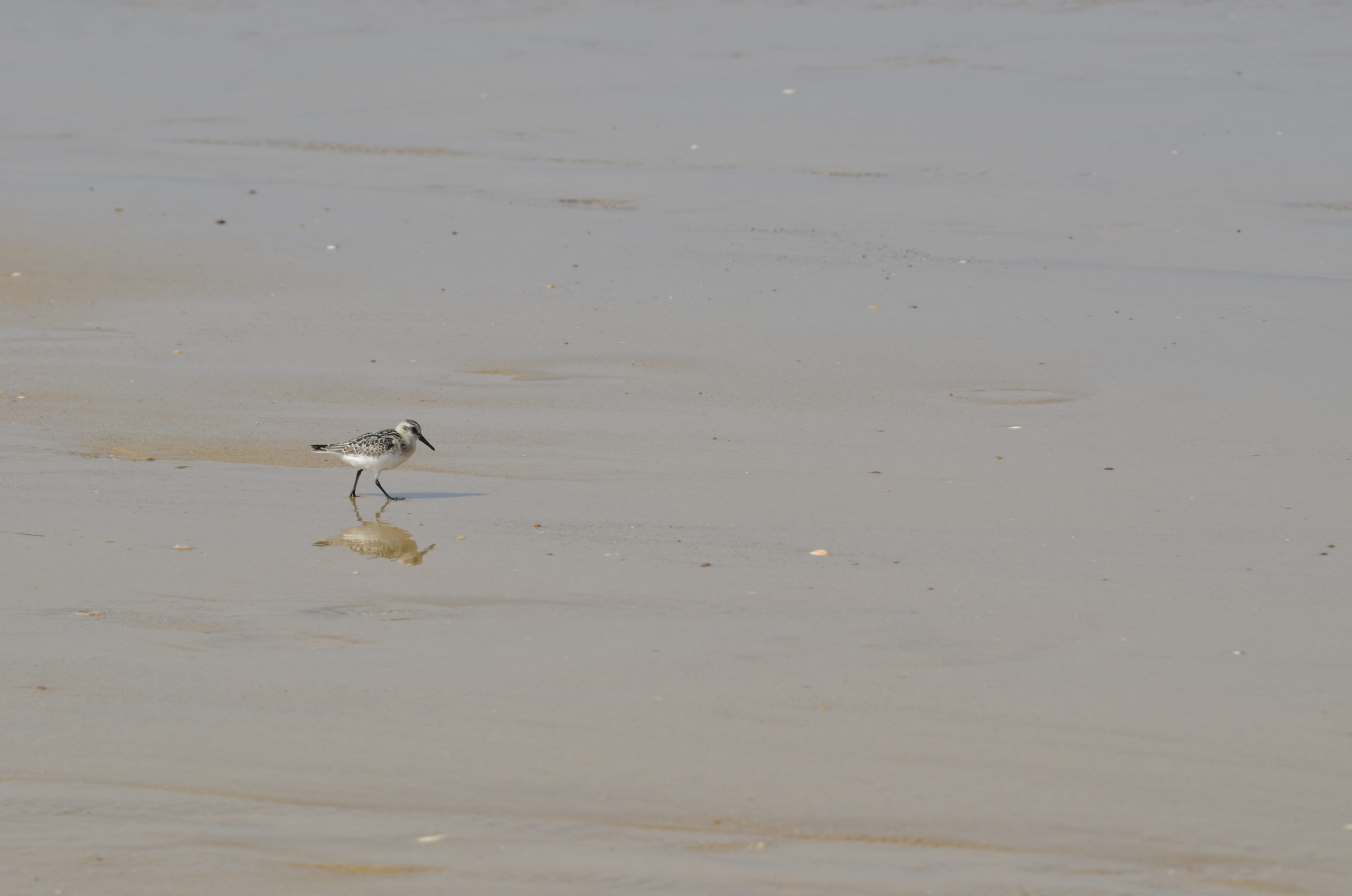 Bécasseau Sanderling (Calidris alba)