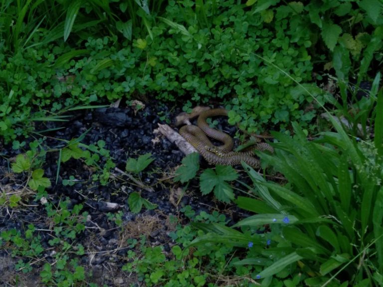 Couleuvre verte et jaune enroulée dans la végétation