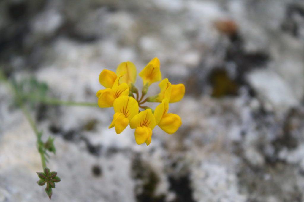 Hippocrepis comosa