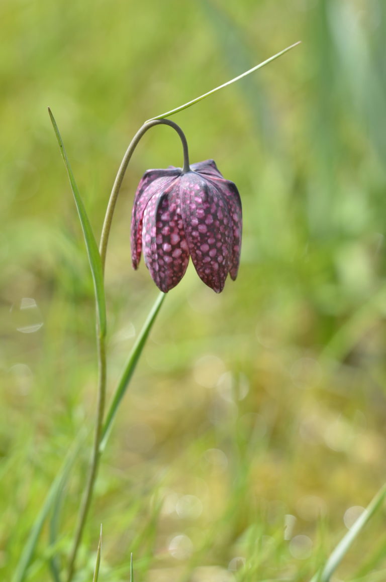 Fritillaire pintade