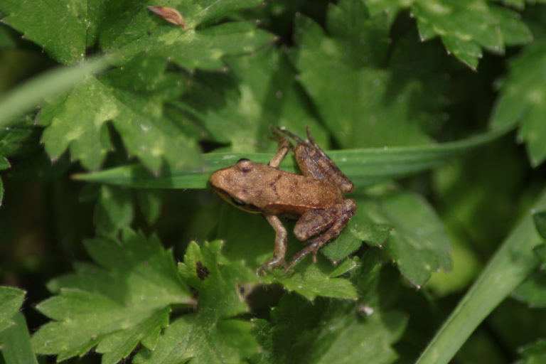 Grenouille agile sur la végétation