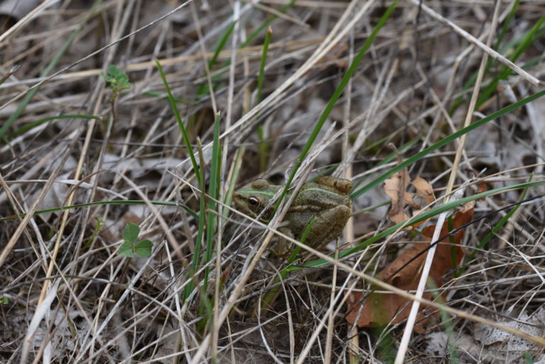 Grenouille verte camouflée dans les joncs