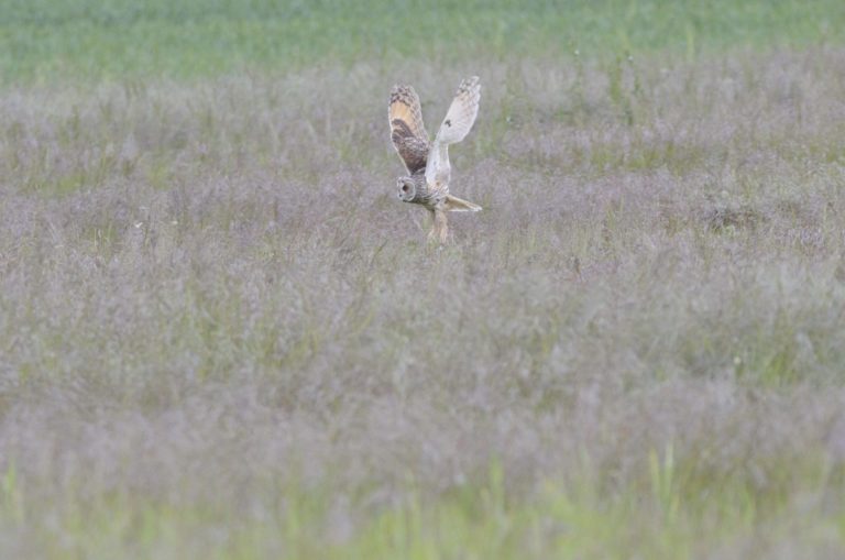 Hibou moyen-duc (Asio otus) en chasse