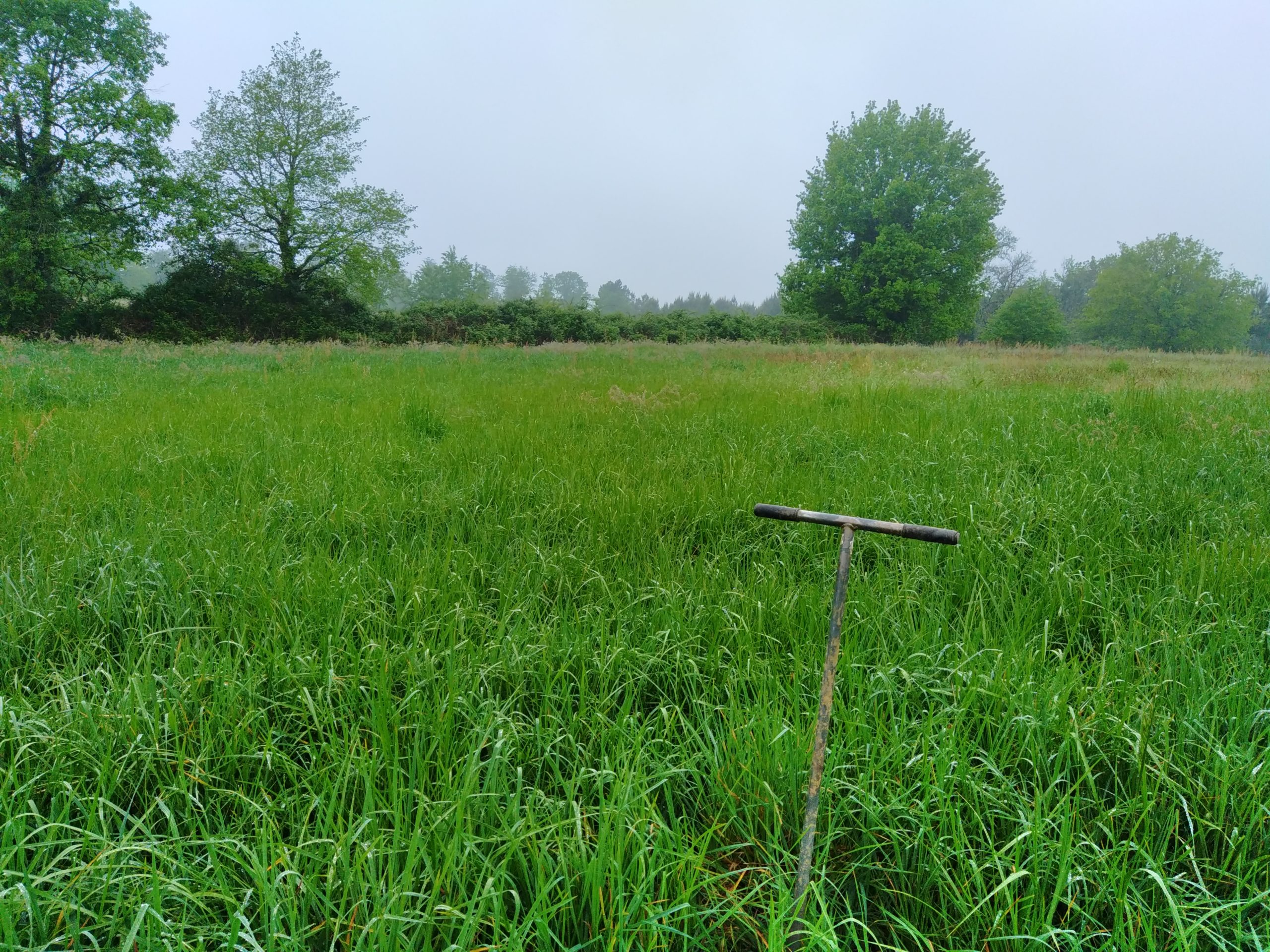 Expertise zone humide dans le bocage charentais