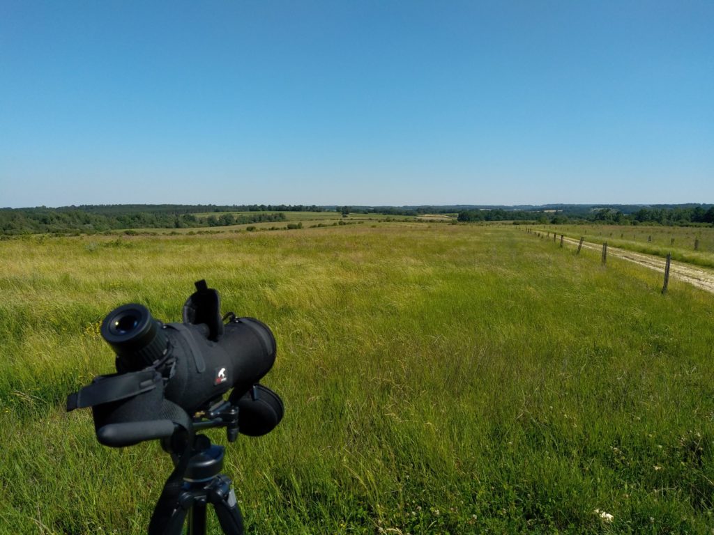 Expertise ornithologique en Charente