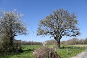 Eolienne entre deux vieux arbres