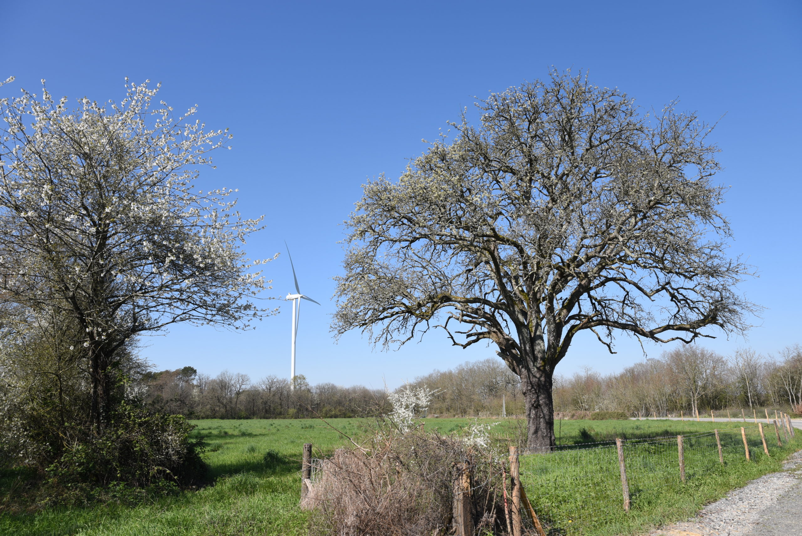 Eolienne entre deux vieux arbres