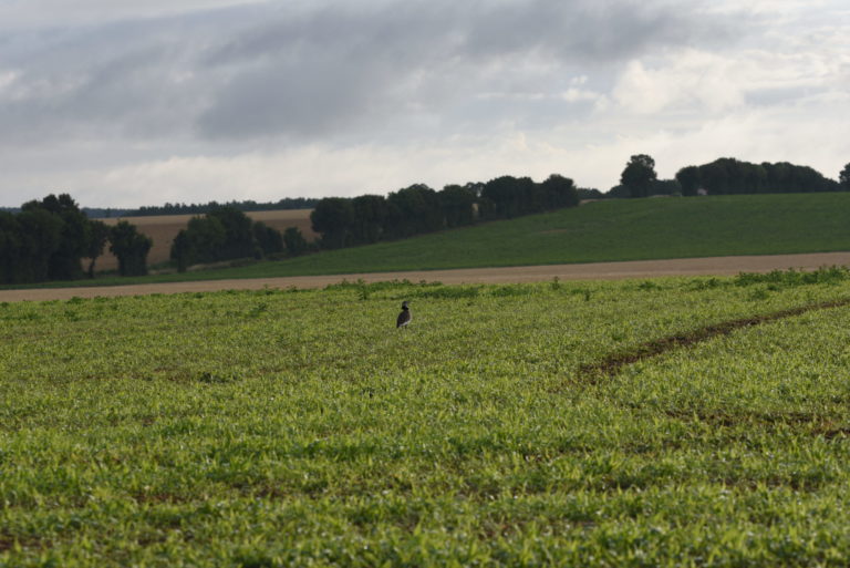 Outarde canepetière