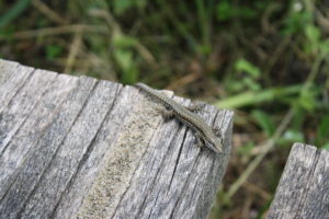 Lézard des murailles sur un ponton en bois