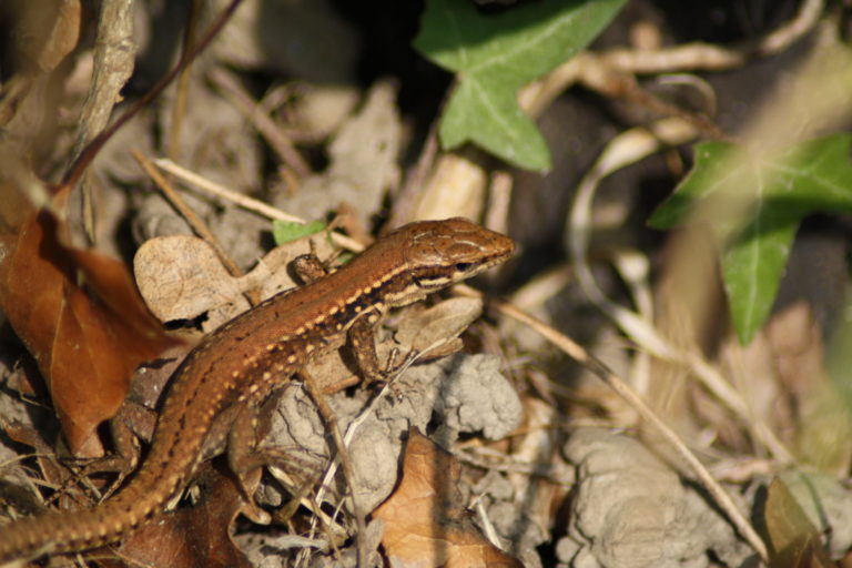 Lézard des murailles dans les feuilles mortes