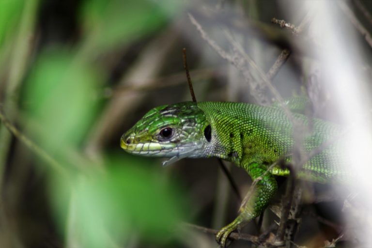 Lézard à deux raies