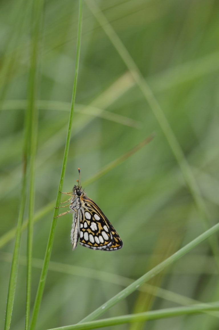 Papillon Miroir