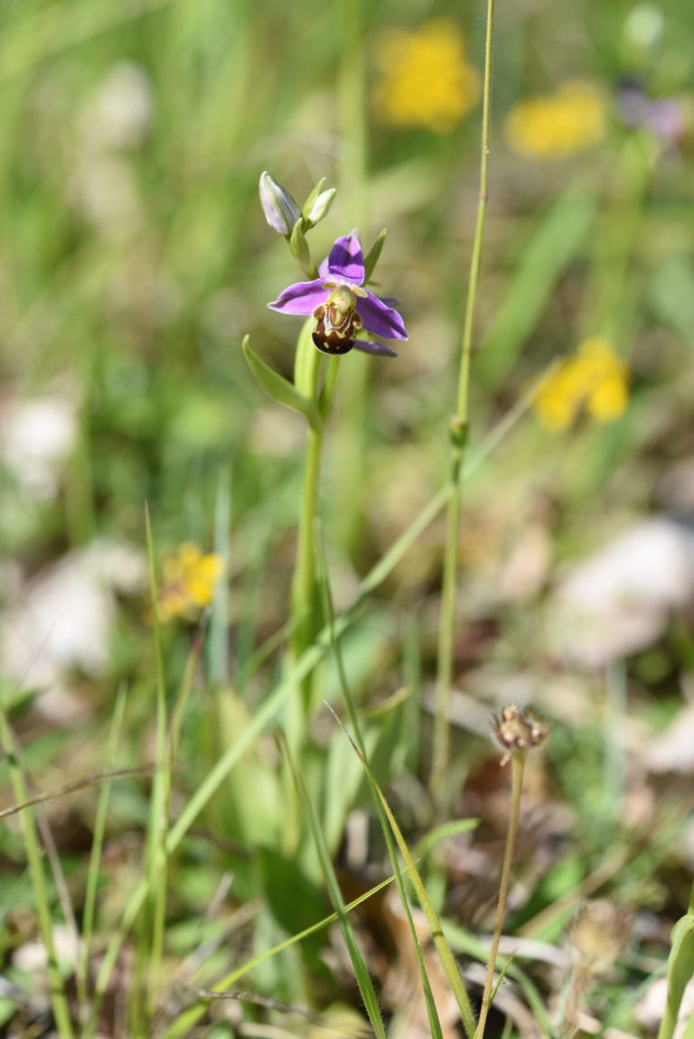 Ophrys abeille