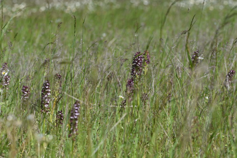 Orchis pourpre