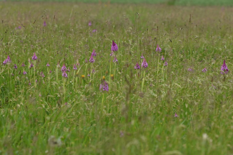 Gestion différenciée favorisant les orchidées