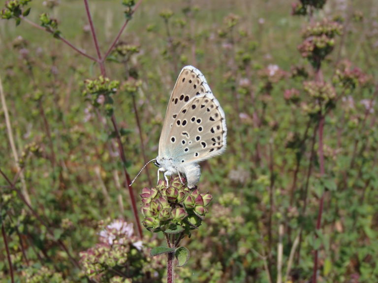 Azuré du serpolet en train de pondre