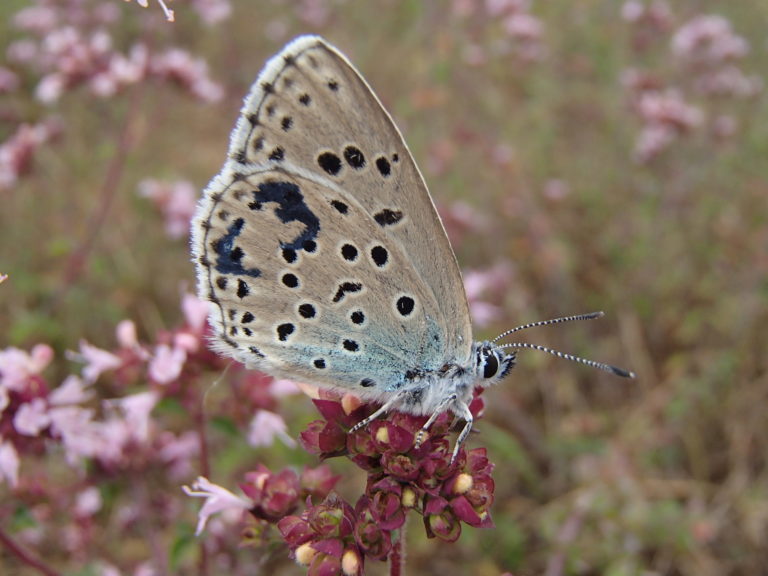 Azuré du Serpolet (Maculinea arion)