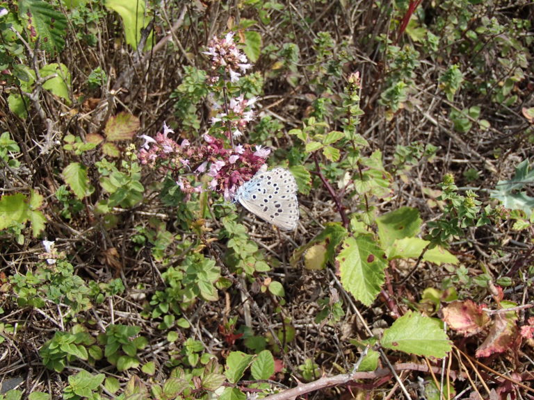 Azuré du Serpolet (Maculinea arion)