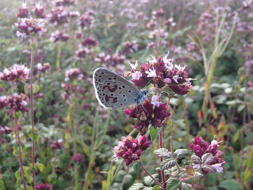 Azuré du Serpolet (Maculinea arion)