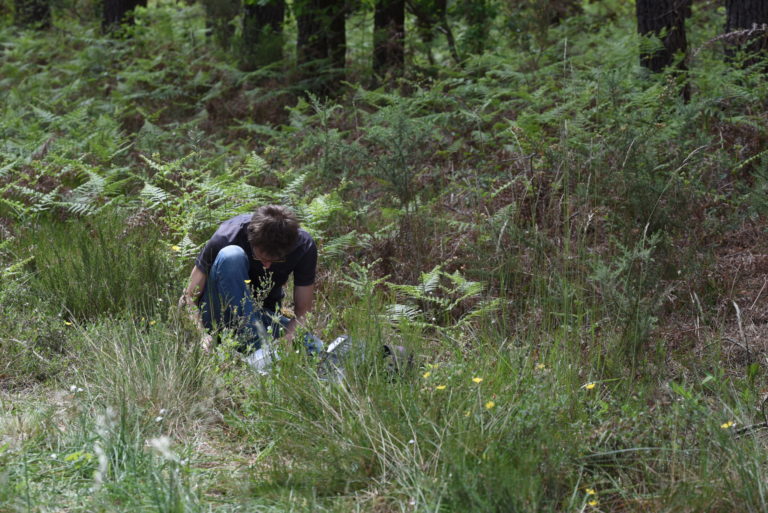 Relevé botanique en forêt