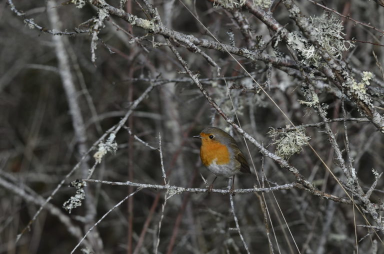 Rougegorge familier (Erithacus rubecola)