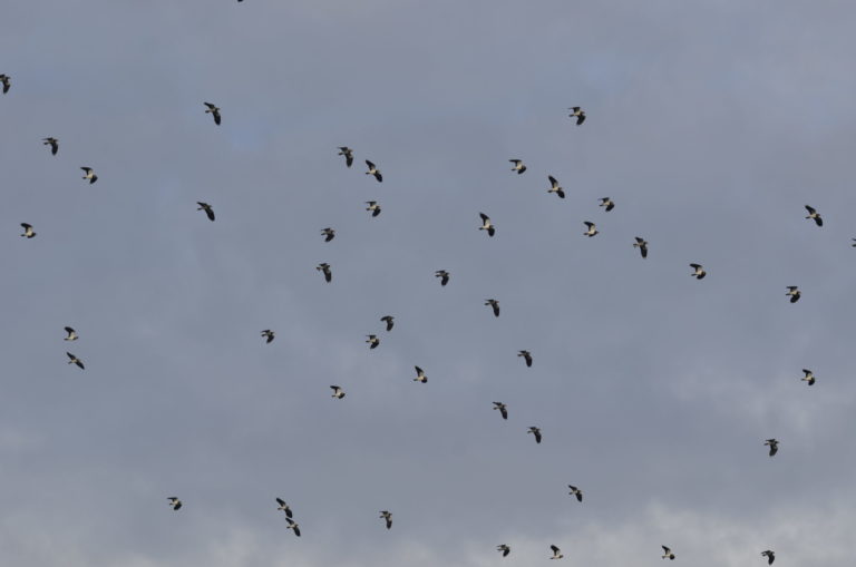 Vanneau huppé (Vanellus vanellus) en vol