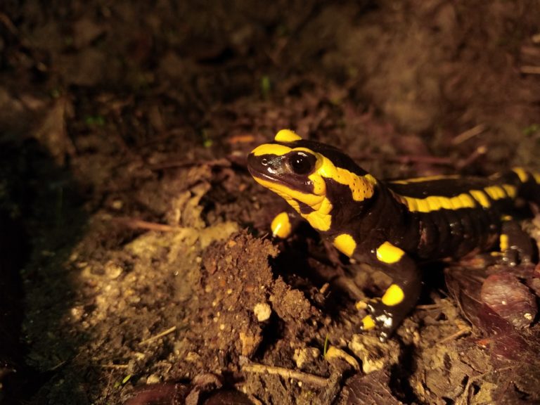 La Salamandre tachetée - Emberiza